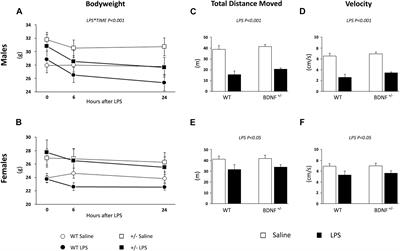 Differential Neuroinflammatory Response in Male and Female Mice: A Role for BDNF